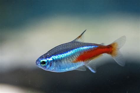 適合養在房間的魚|養魚新手入門：12個教學讓你養魚一次上手（新手必讀）